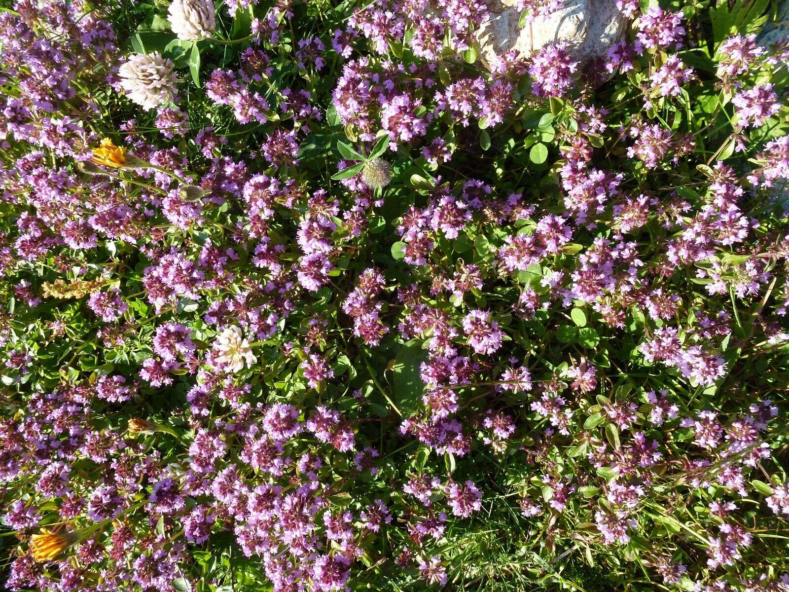 Слика од Thymus serpyllum L.