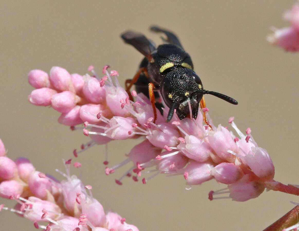 Image de Leptochilus membranaceus (Moravitz 1867)