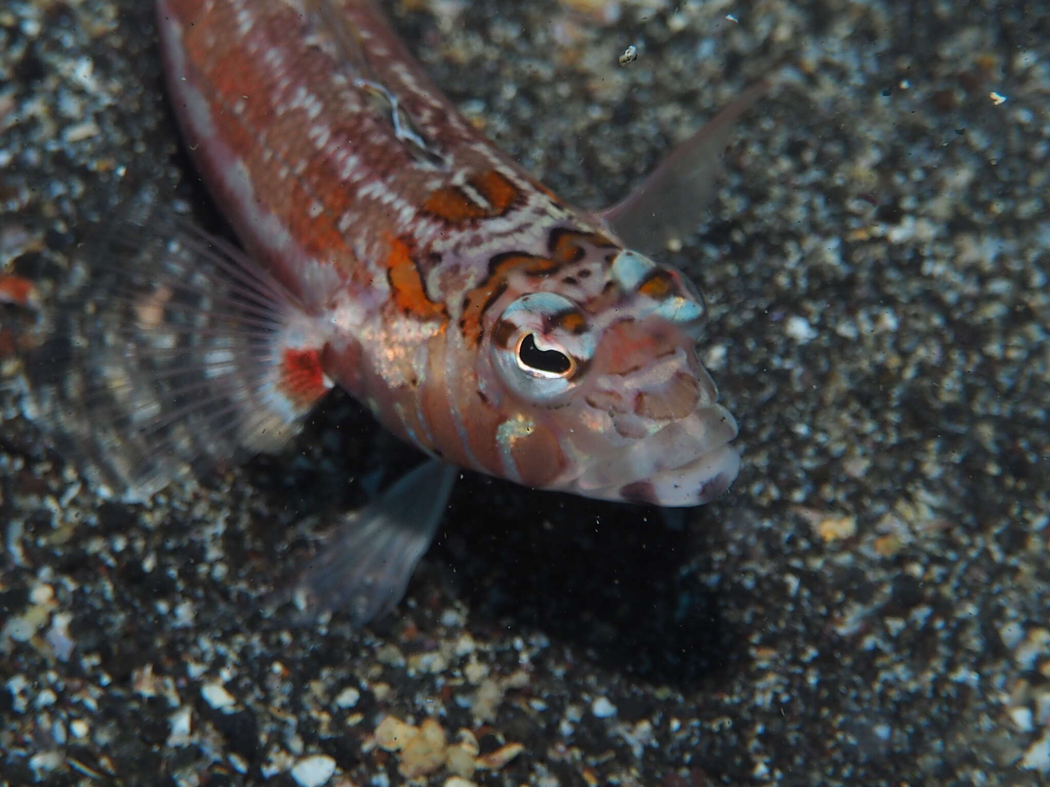 Image of Grub fish