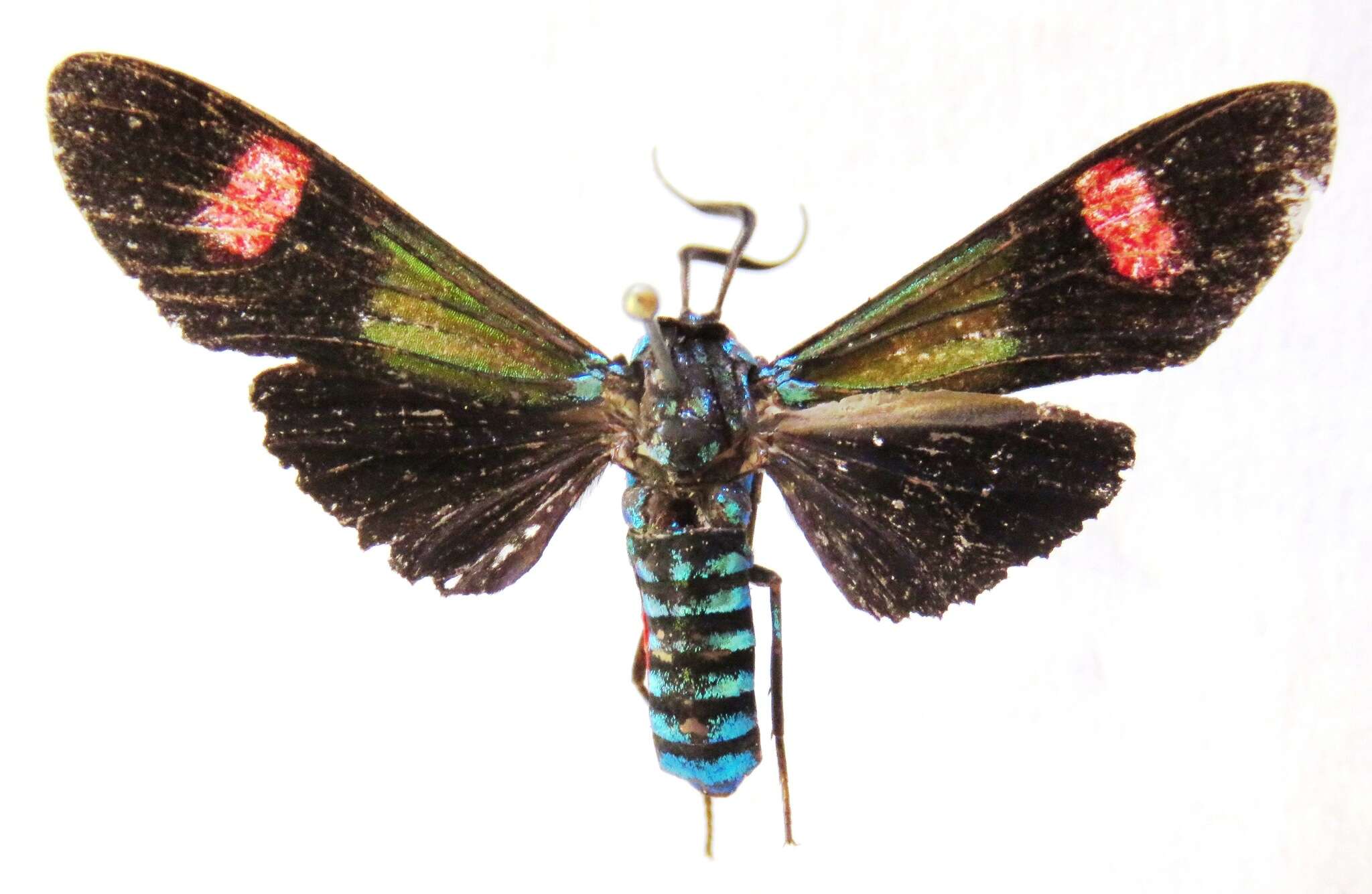 Image of Belemnia inaurata Sulzer 1776