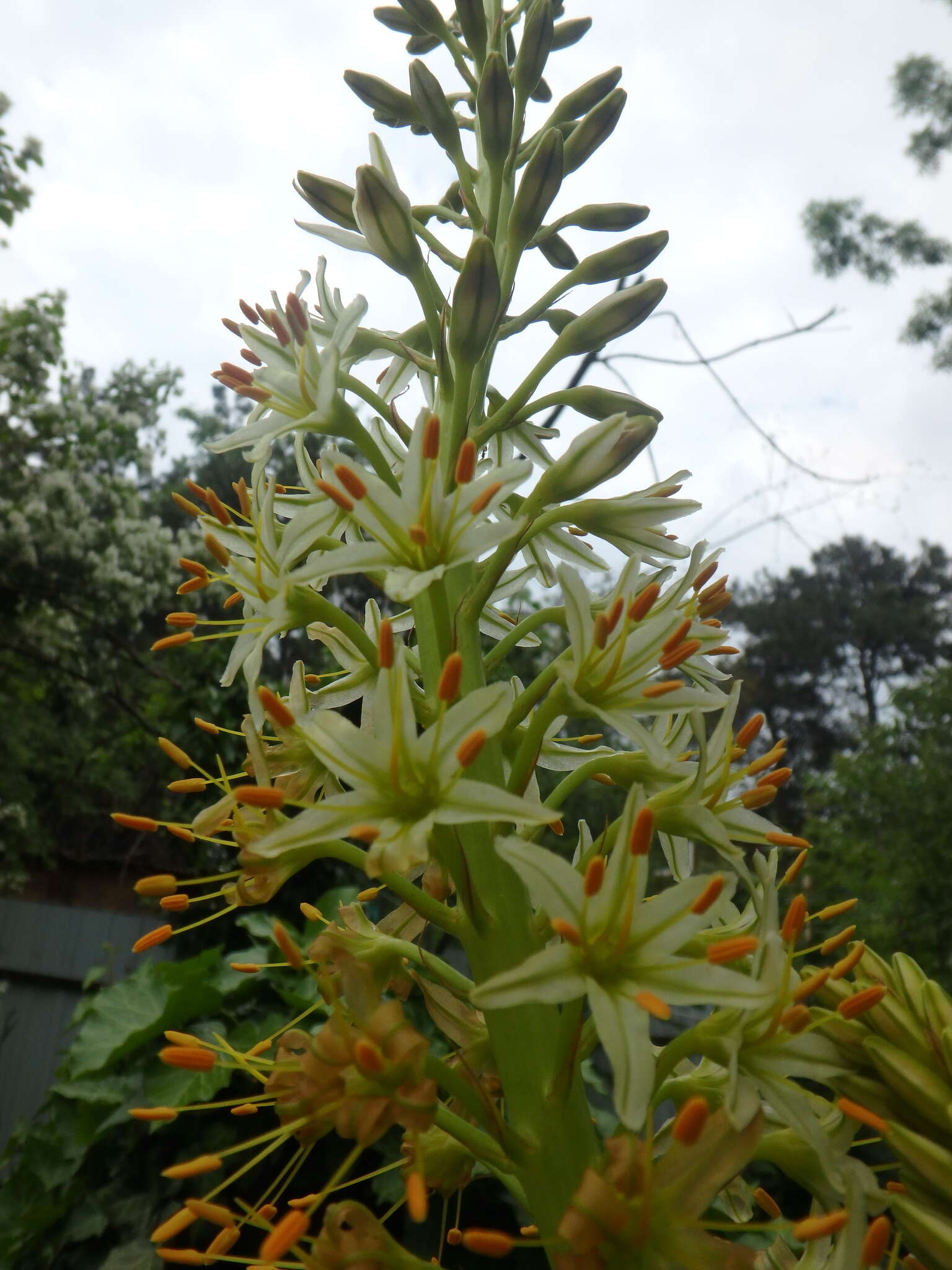 Image of Eremurus tauricus Steven