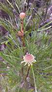 Imagem de Isopogon dawsonii R. T. Baker