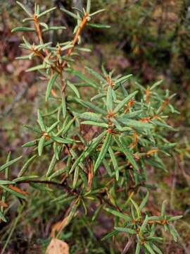 Imagem de Rhododendron tomentosum subsp. tomentosum