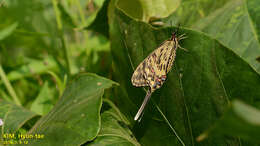 Image of Sericinus montela Gray 1852