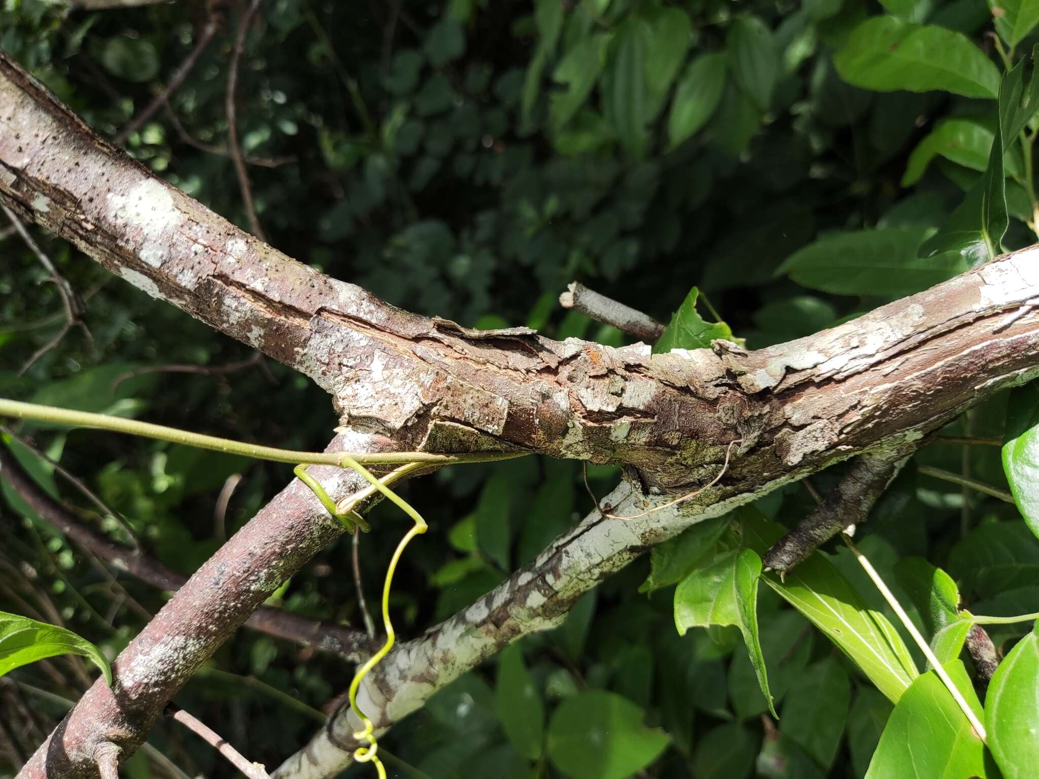 Image of Dalbergia glabra (Mill.) Standl.