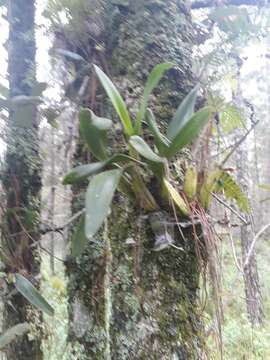 Plancia ëd Laelia autumnalis (Lex.) Lindl.