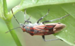 Image of Haemobaphus concinnus (Dallas & W. S. 1852)