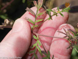 Tagetes multiflora Kunth resmi