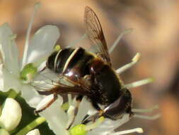 Слика од Eristalis cryptarum (Fabricius 1794)