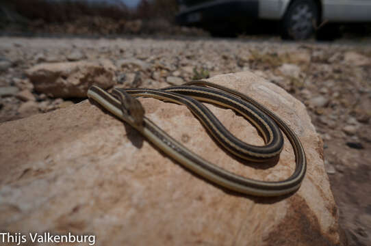 Image of Schokari sand racer