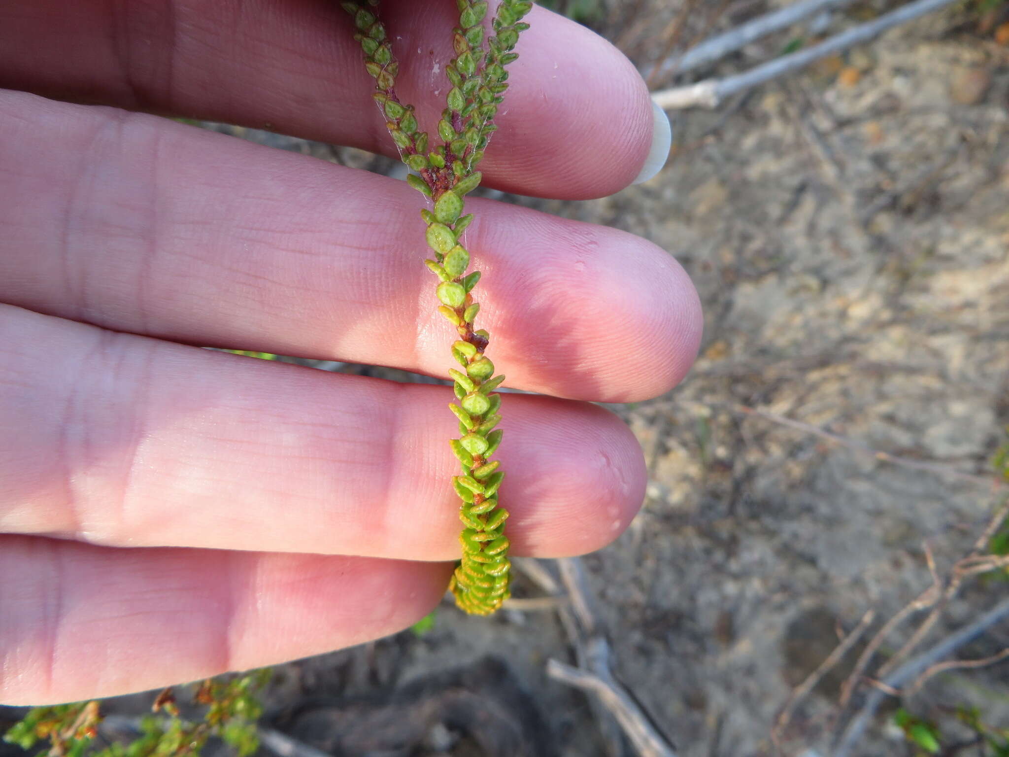 Image of Adenandra brachyphylla Schltdl.