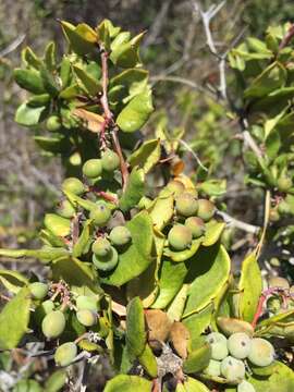 Image of Berberis actinacantha Mart. ex Schult. fil.