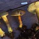 Image of Binderoboletus segoi T. W. Henkel & Husbands 2016