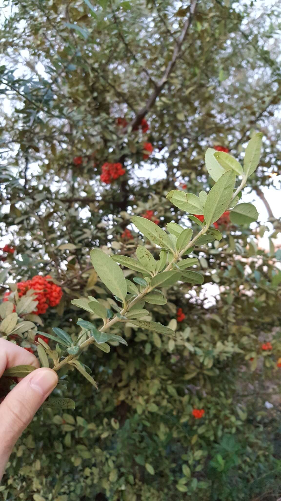 洋火棘的圖片