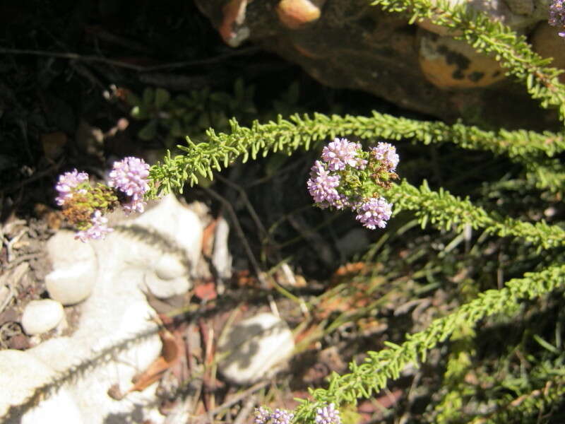 Image of Selago burchellii Rolfe