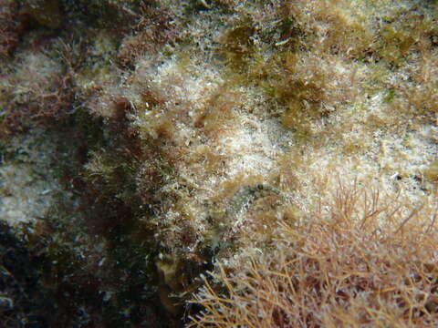 Image of Imitator Blenny