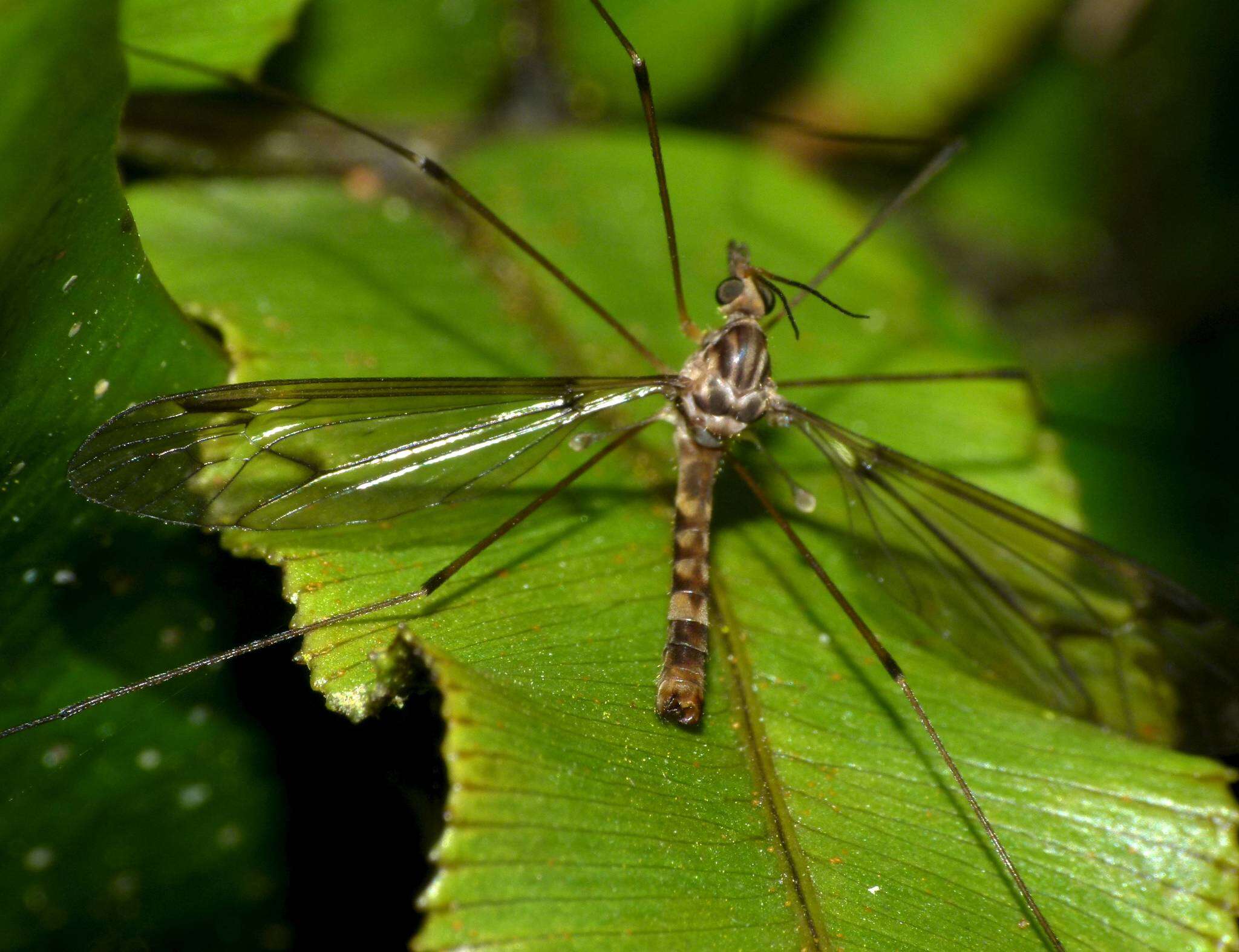 Image of Leptotarsus (Macromastix) cubitalis (Edwards 1923)