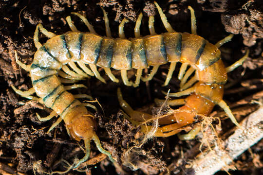 Image of Common Desert Centipede