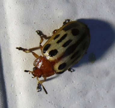 Image of Chrysomela (Macrolina) texana (Schaeffer 1920)