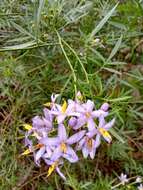 Слика од Solanum angustifidum Bitter