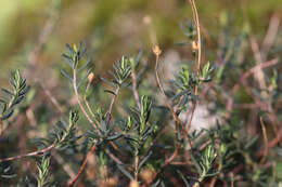 Image of Halimium umbellatum subsp. umbellatum