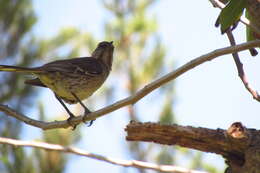 Image of Chilean Mockingbird