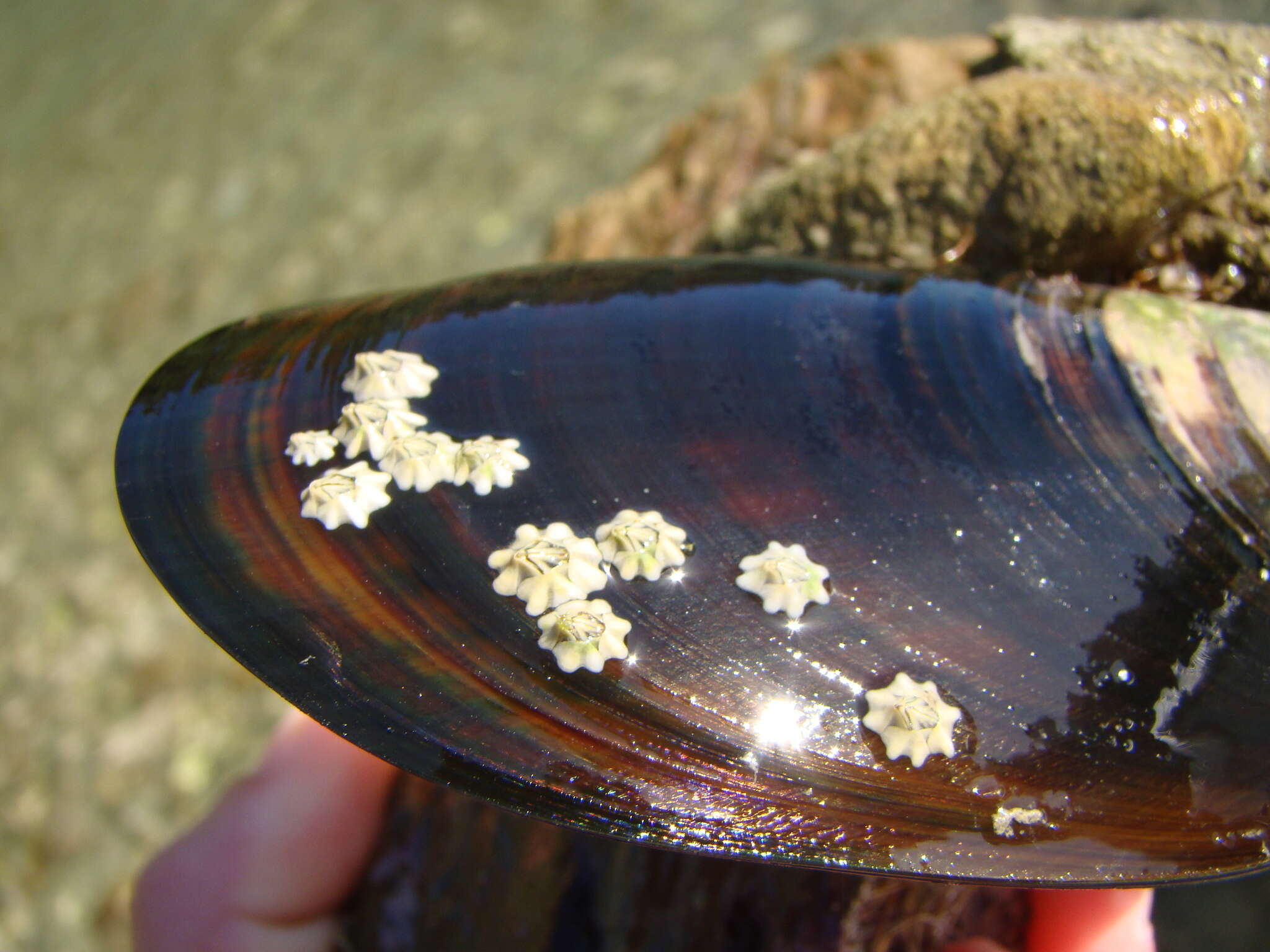 Image of New Zealand barnacle
