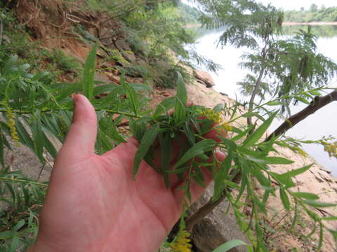 Image of rock goldenrod