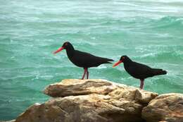 Haematopus moquini Bonaparte 1856 resmi