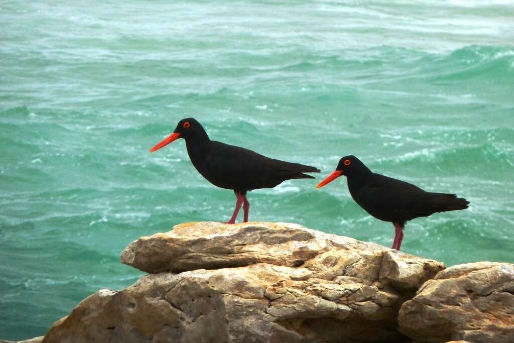 Image of African Black Oystercatcher