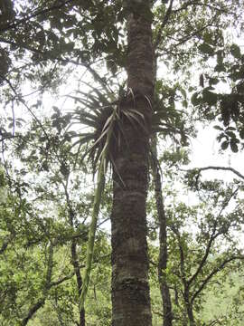 Image of Tillandsia prodigiosa (Lem.) Baker