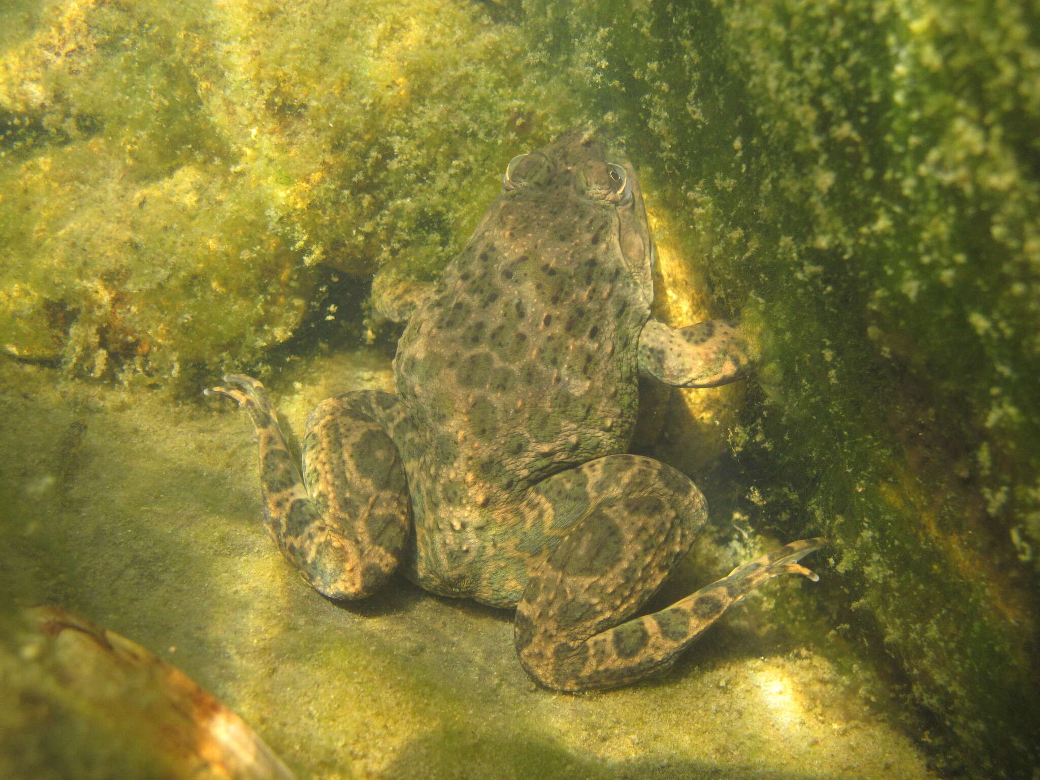 Image of Chinese Edible Frog