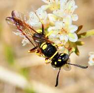 Image of Philanthus gibbosus (Fabricius 1775)