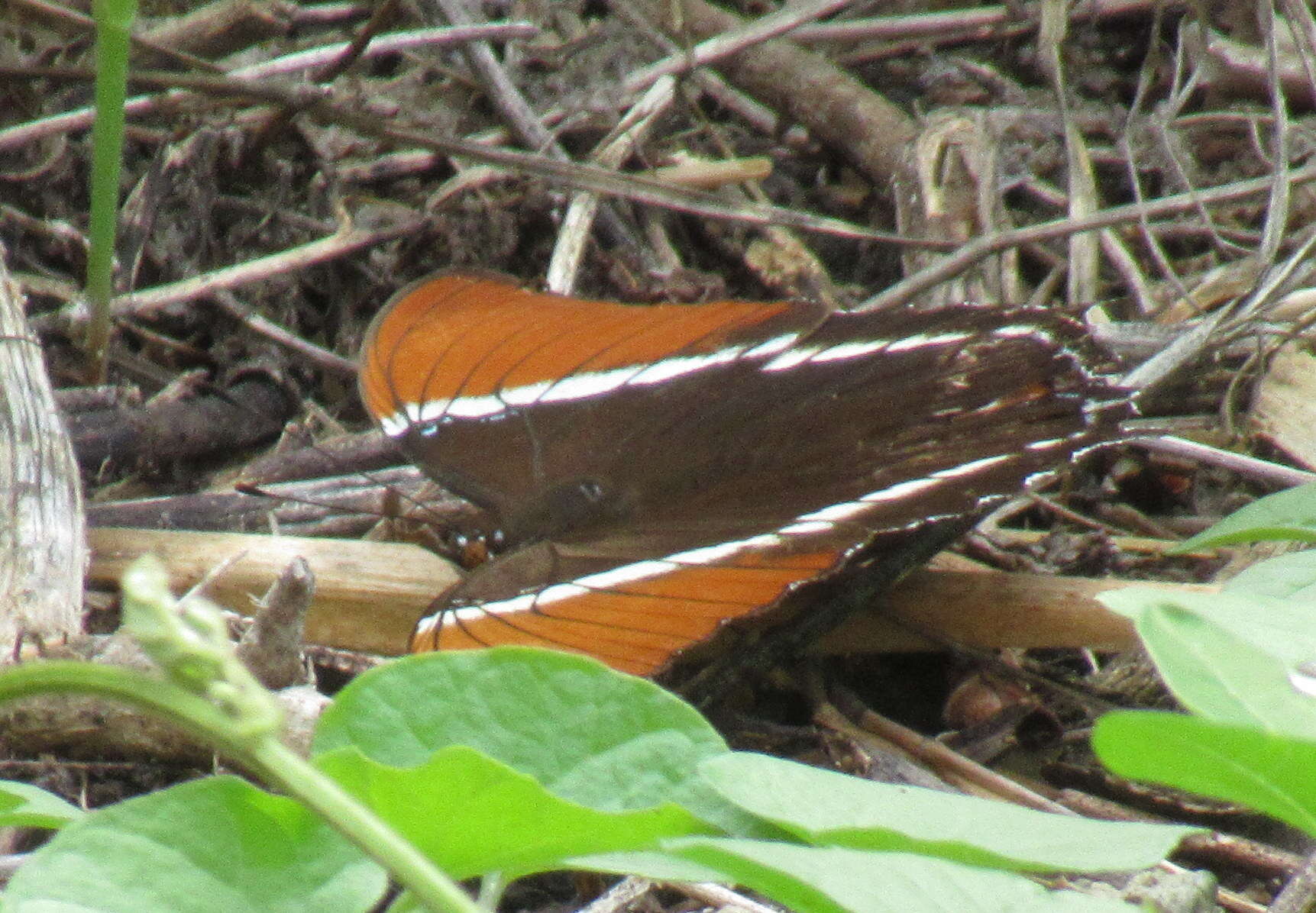 Image de Siproeta epaphus epaphus