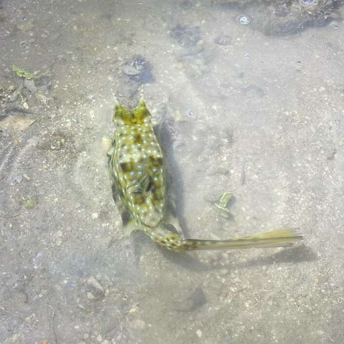 Image of Longhorn cowfish