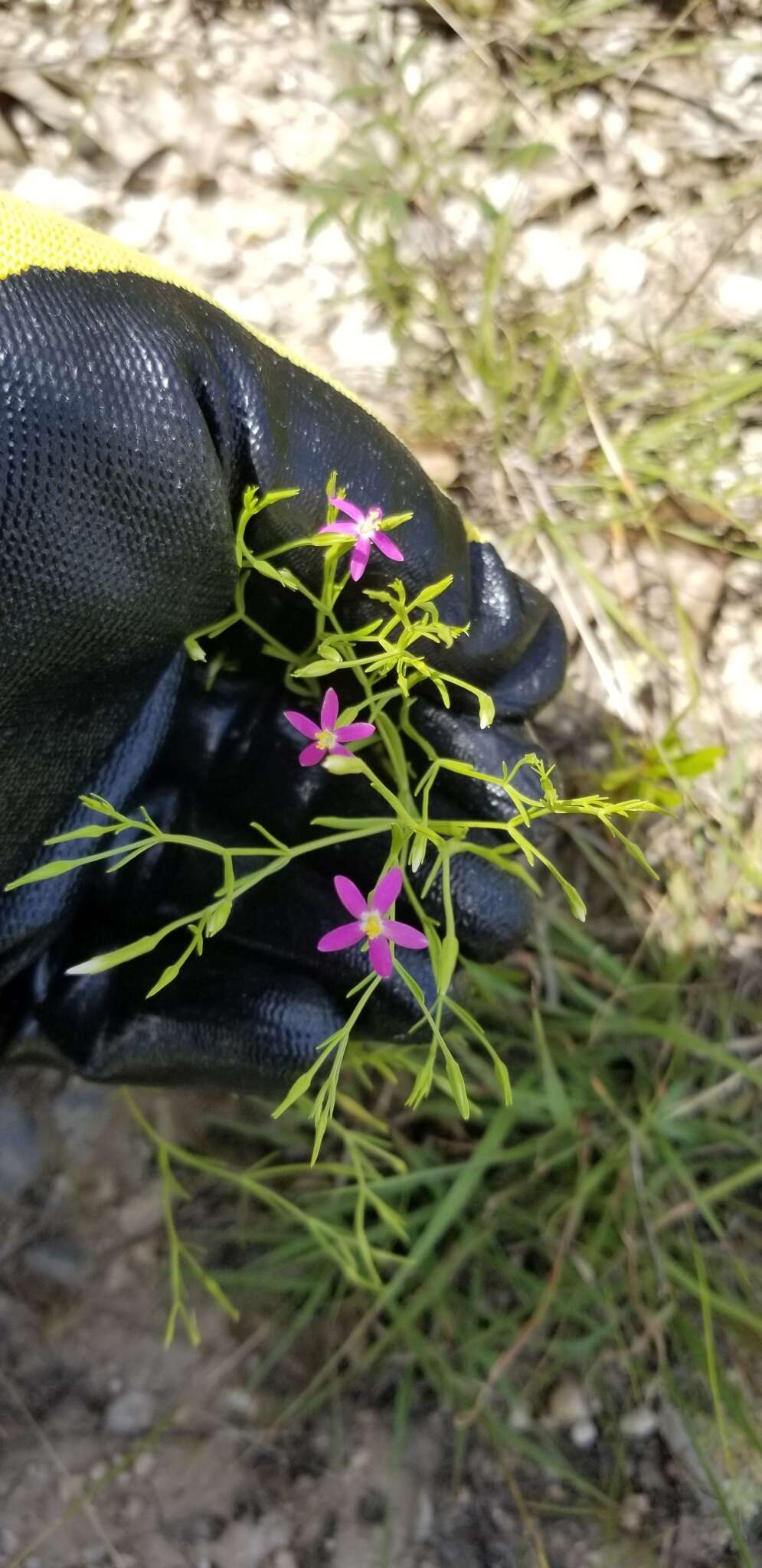 Zeltnera texensis (Griseb.) G. Mansion ex J. S. Pringle resmi