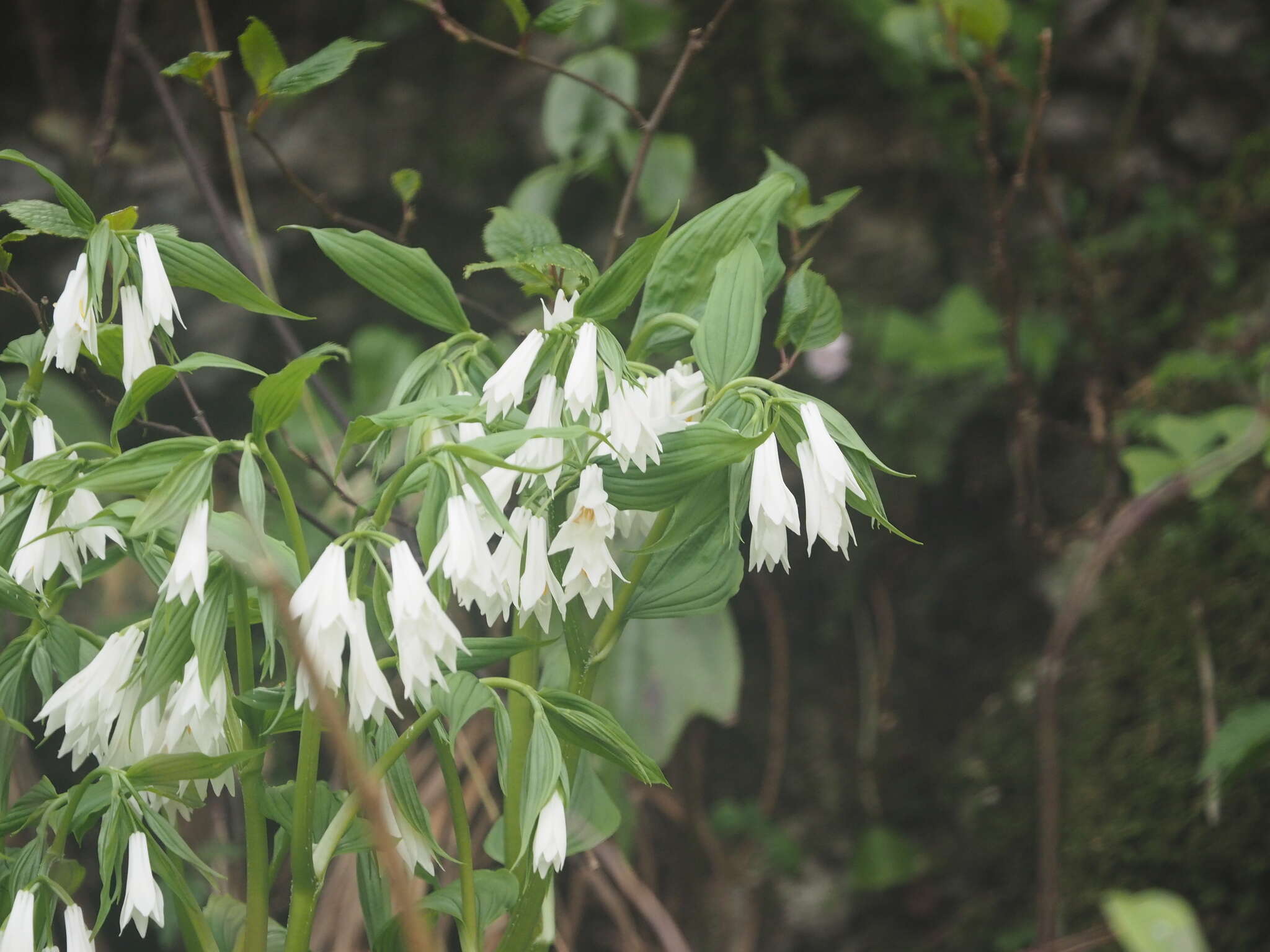 Image of Disporum megalanthum F. T. Wang & Tang