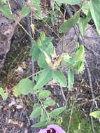 Image of Cienfuegosia australis (F. Müll.) K. Schum.