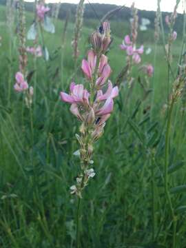 Image of Onobrychis arenaria (Kit.) DC.