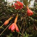 Imagem de Passiflora adulterina L. fil.