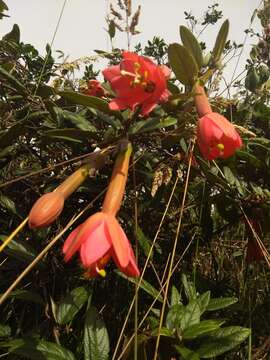 Imagem de Passiflora adulterina L. fil.