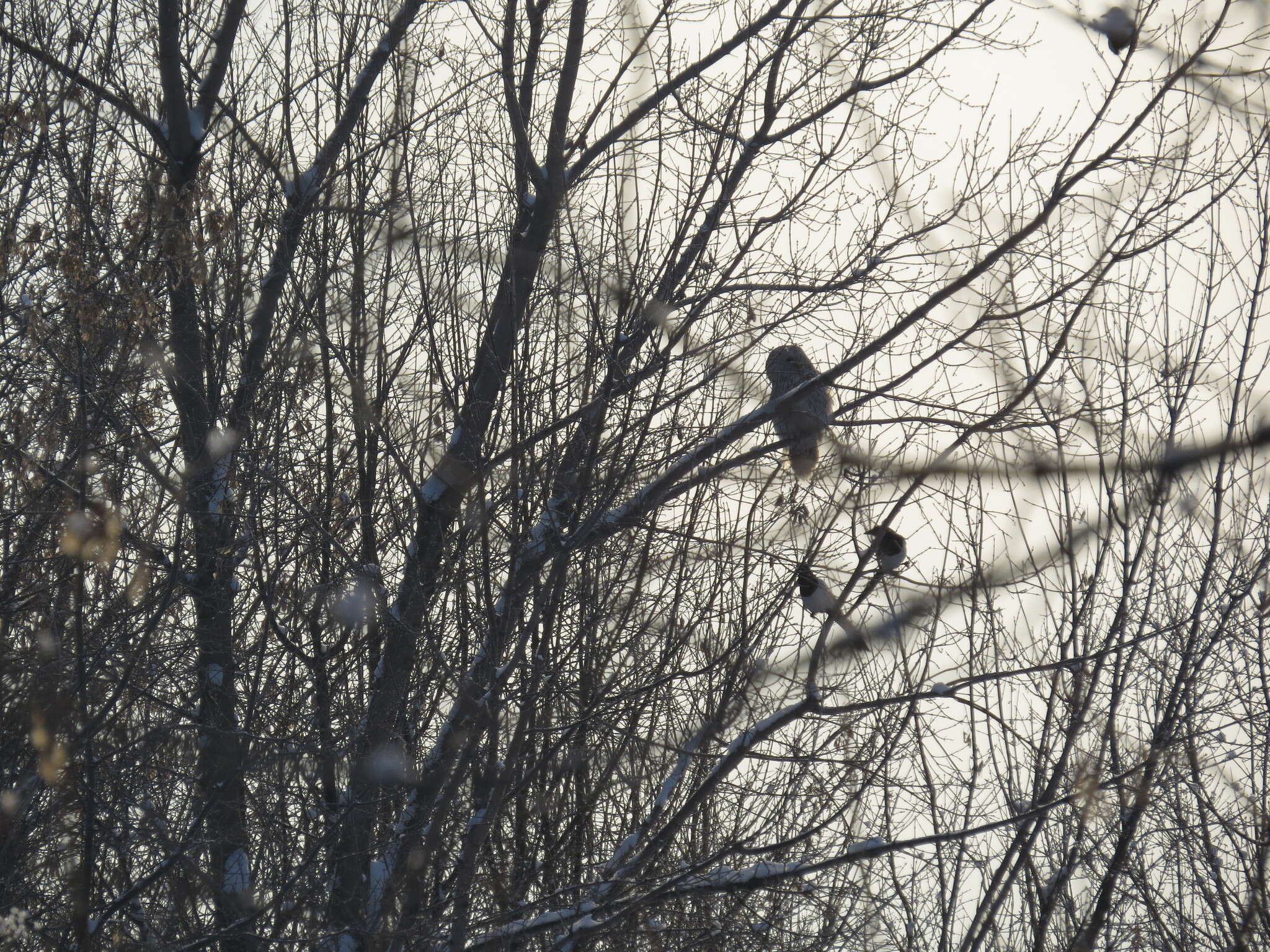 Image of Ural Owl