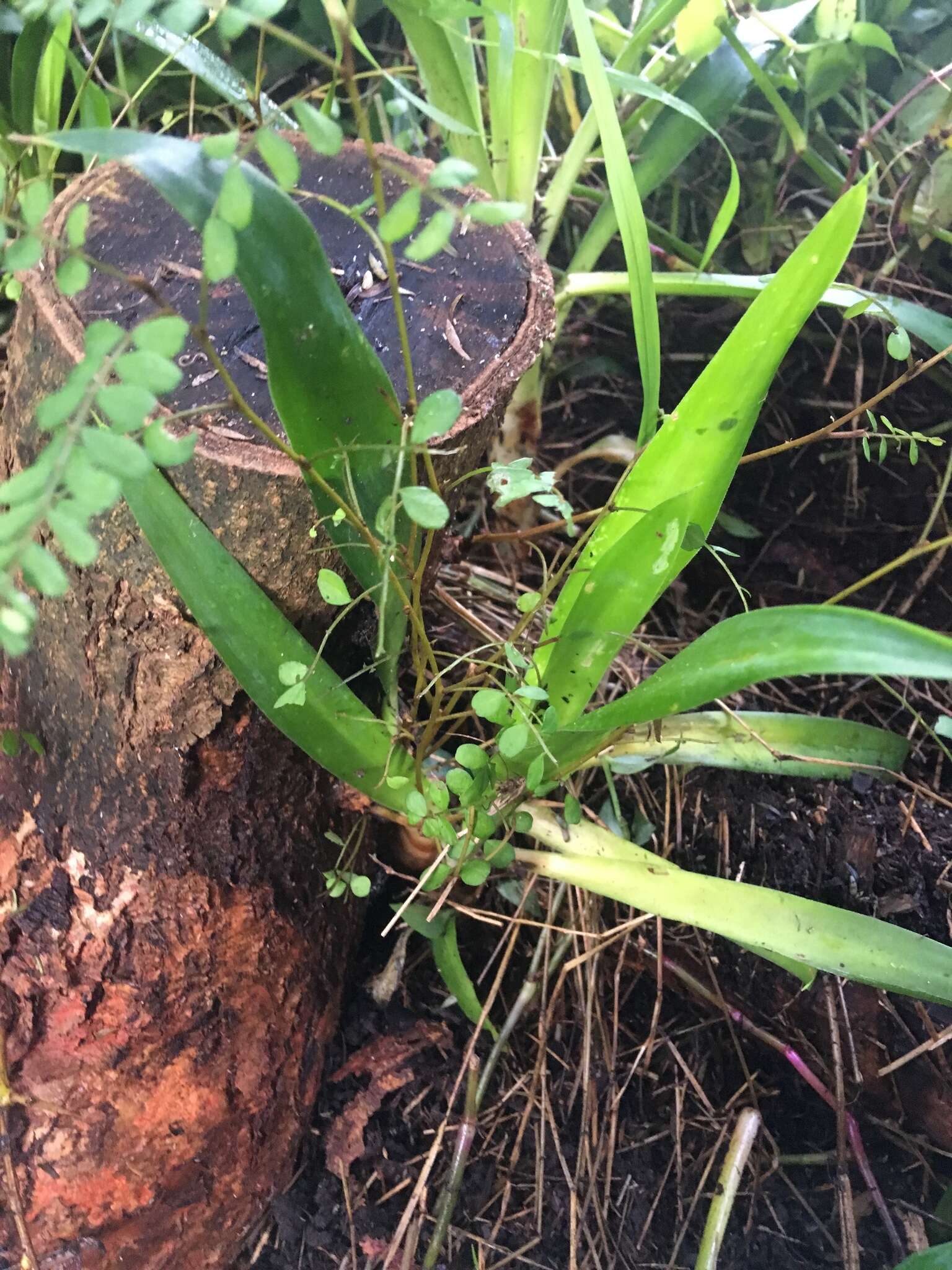 Plancia ëd Yucca gigantea Lem.