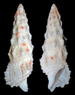 Sivun Cerithium columna G. B. Sowerby I 1834 kuva