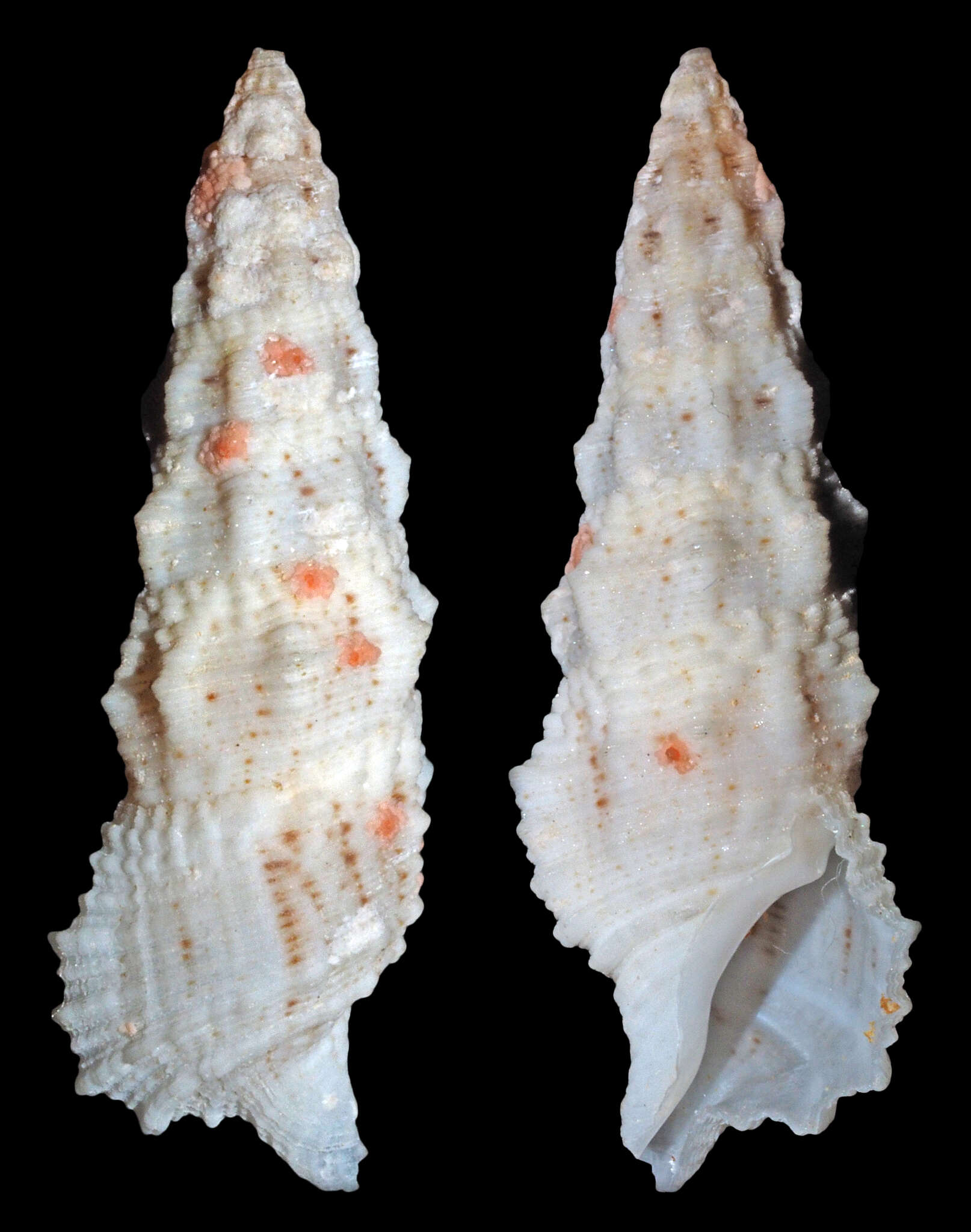 Sivun Cerithium columna G. B. Sowerby I 1834 kuva