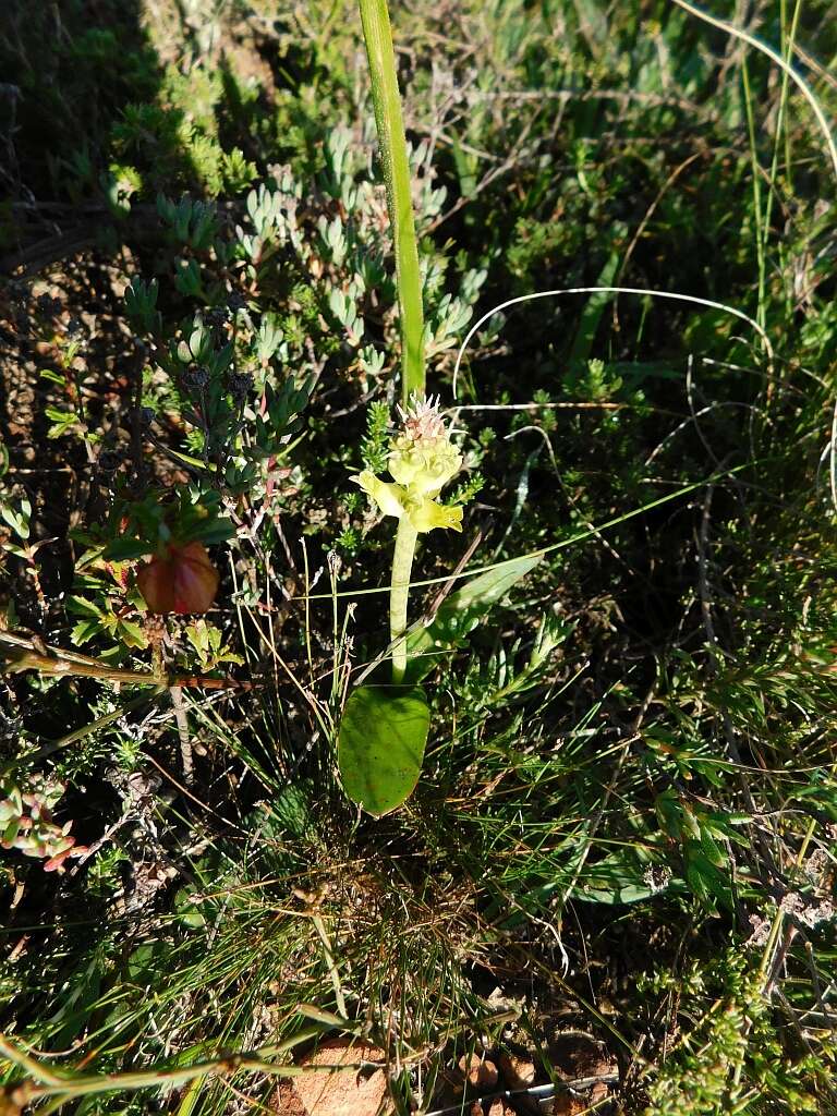 Image de Lachenalia orchioides subsp. orchioides