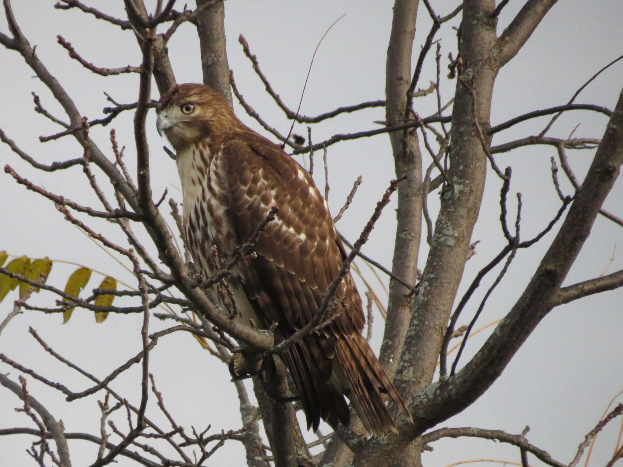 Image of Eastern Red-tailed Hawk