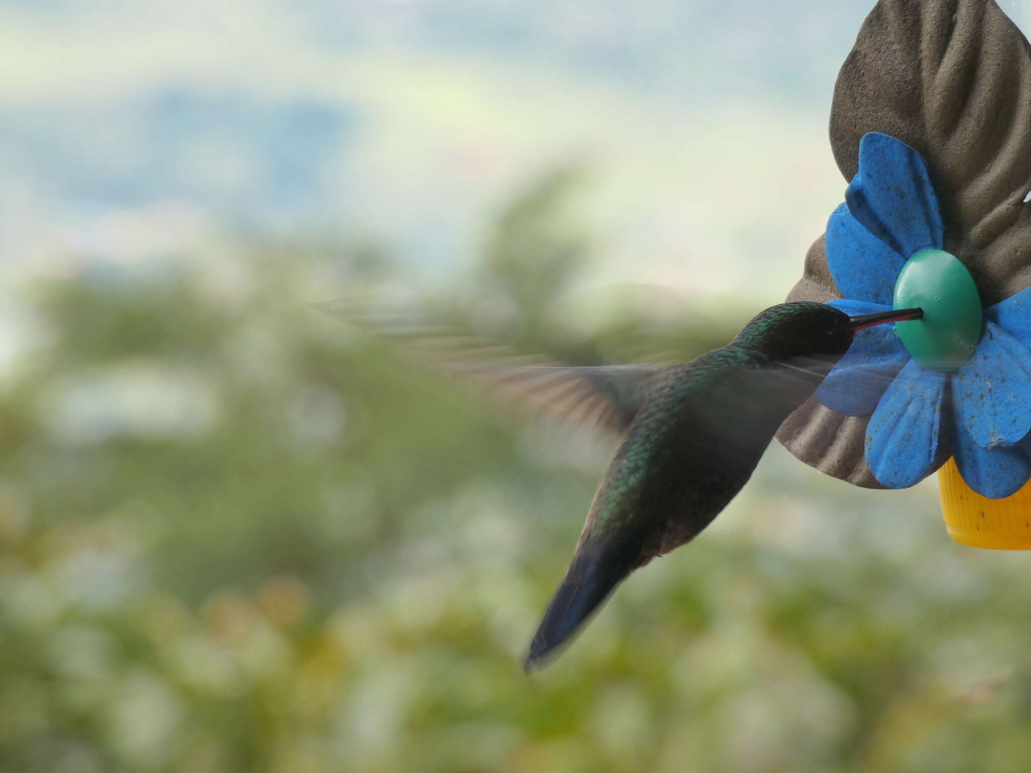 Image of Steely-vented Hummingbird