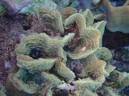 Image of Tube Coral