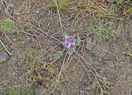 صورة Pulsatilla tenuiloba (Hayek) Juzepczuk